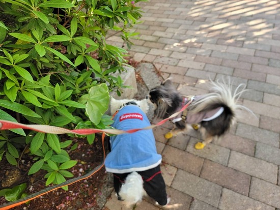 23-04-12-17-18-37-067_deco