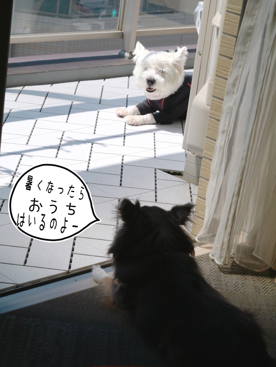 お散歩を誘うチワワ たかシェフのおうちごはん と 白い犬 と チワワ Powered By ライブドアブログ お散歩を誘うチワワ たかシェフのおうちごはん と 白い犬 と チワワ Powered By ライブドアブログ