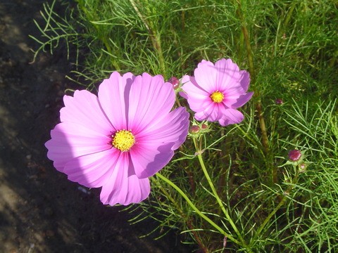 花 004