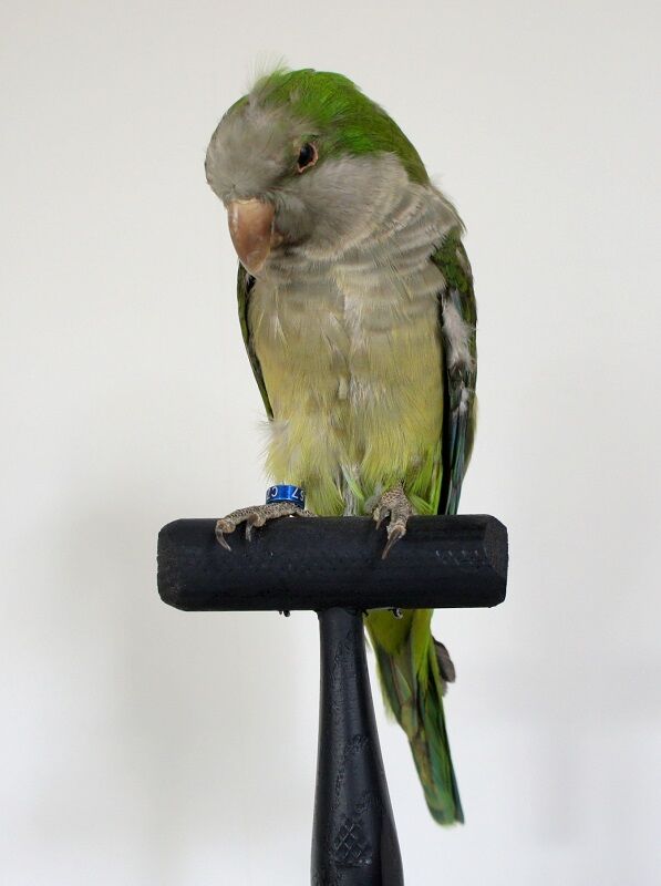 オキナインコ Takafumi Uchino Atelier Note オキナインコ Takafumi Uchino Atelier Note