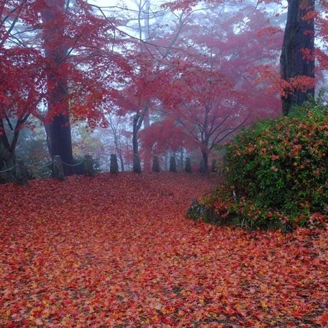 高城山紅葉