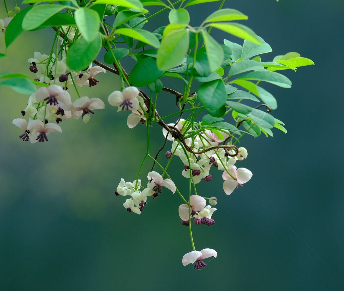 アケビの花 大和路ぶらぶら