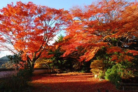 ホウトクぜんじ