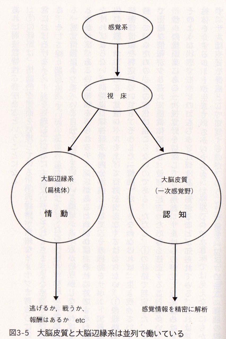 辺 系 大脳 縁