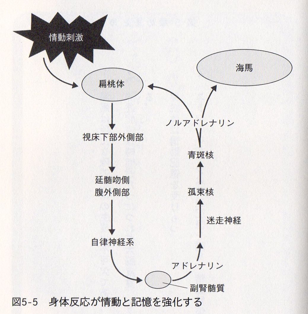 辺 系 大脳 縁