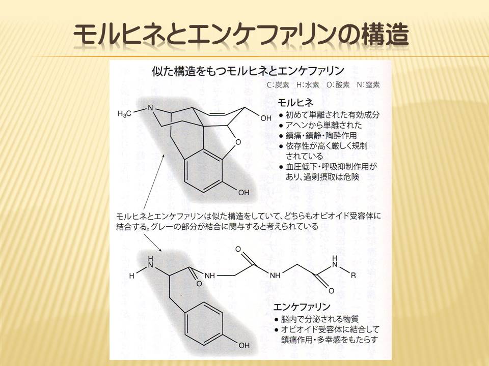 快楽 鎮痛ペプチド Bエンドルフィン 脳内麻薬でよりよい人生 2 3 髙岸悟の研究