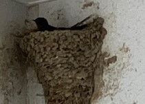 IMG_8813