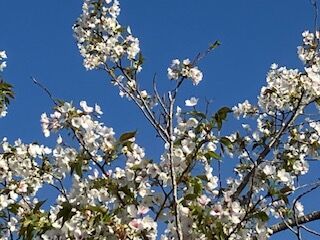 IMG_8602