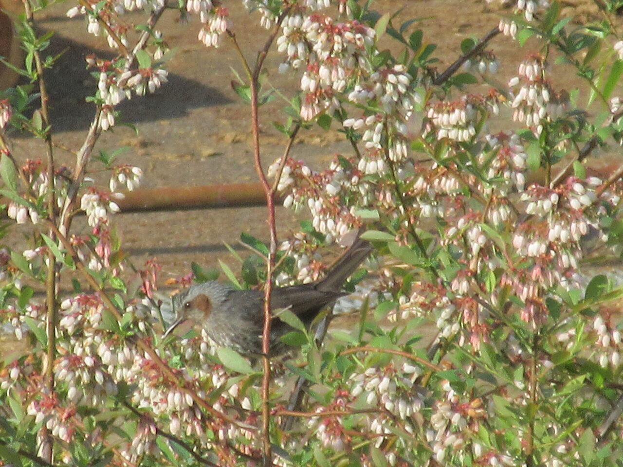 病院中庭より 県北医療センター高萩協同病院のブログ