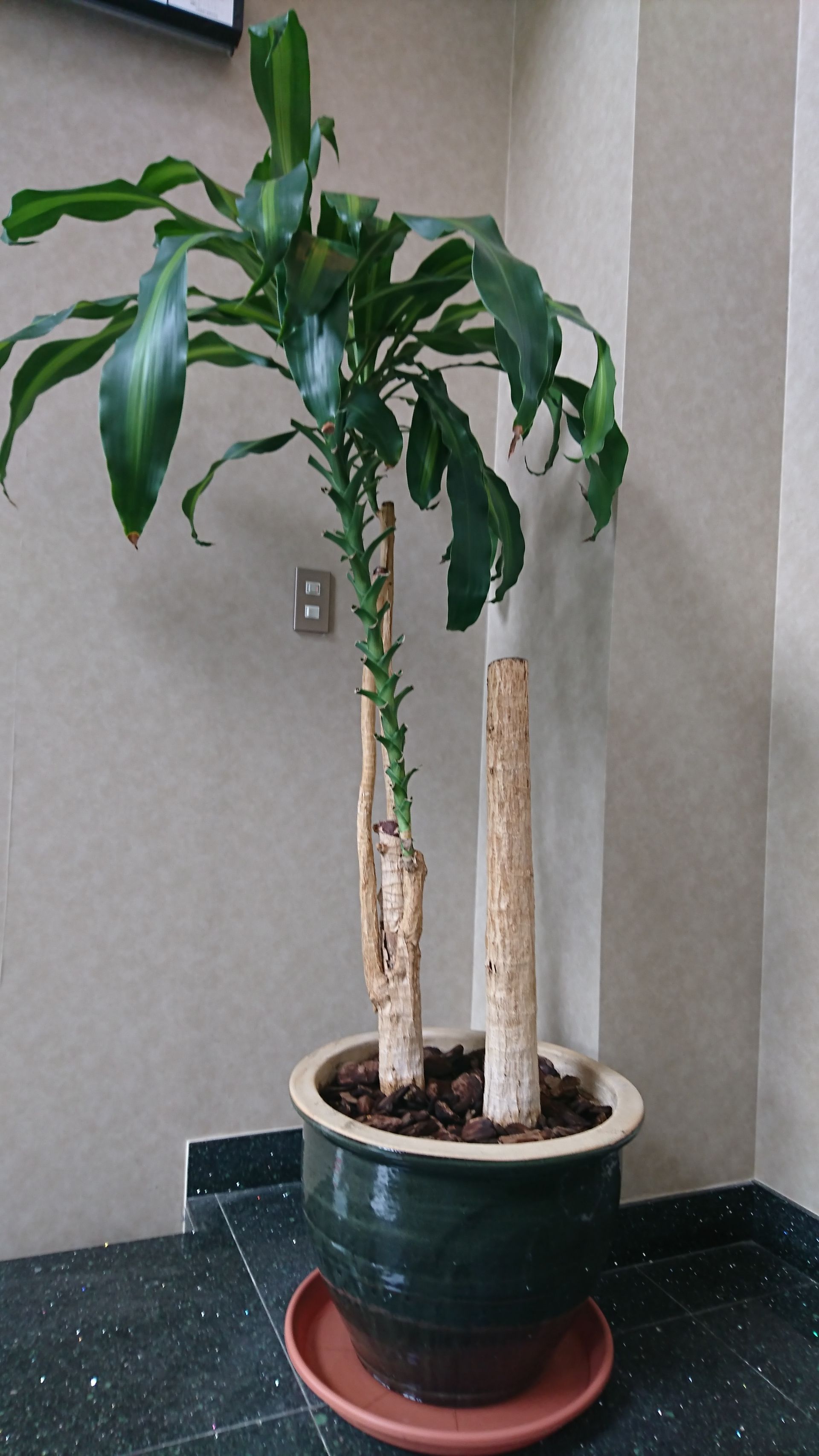 観葉植物の植え替え たかはし美容室のブログ 観葉植物の植え替え たかはし美容室のブログ