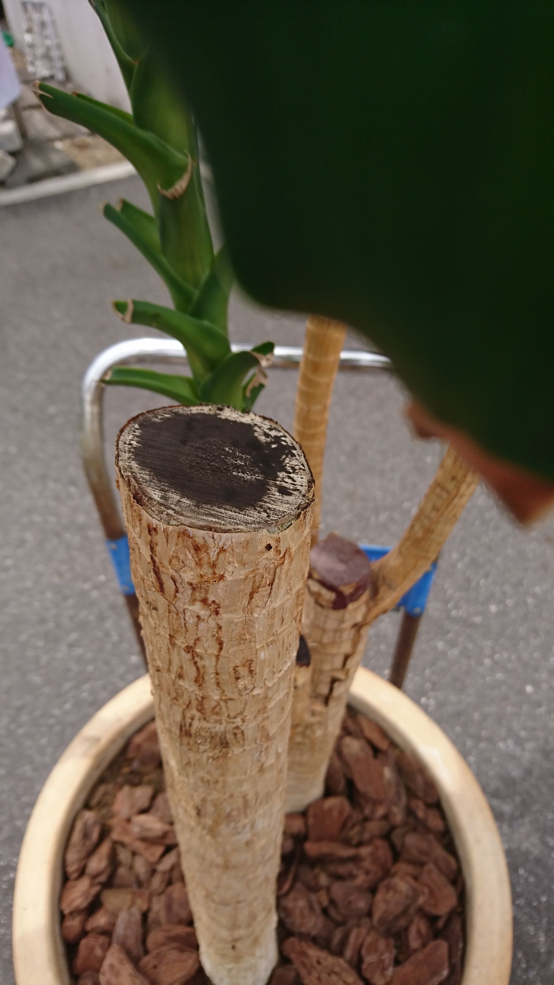 観葉植物の植え替え たかはし美容室のブログ 観葉植物の植え替え たかはし美容室のブログ