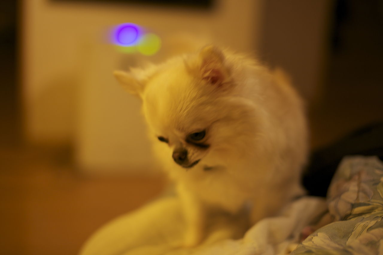 チワワも警察犬に 泉中央のクラシックミニ好きな歯科医のブログ チワワも警察犬に 泉中央のクラシックミニ好きな歯科医のブログ