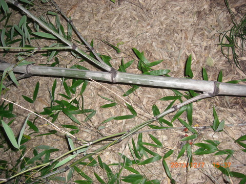 2013_1207_153733-CIMG1804