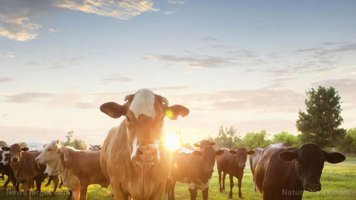 Cow-Cattle-Livestock-Farm-Sunset