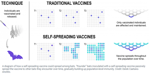 self-spreading-vaccines