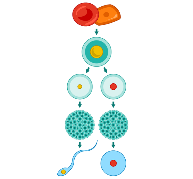 Lab-grown_Eggs-mobileLandscape_460