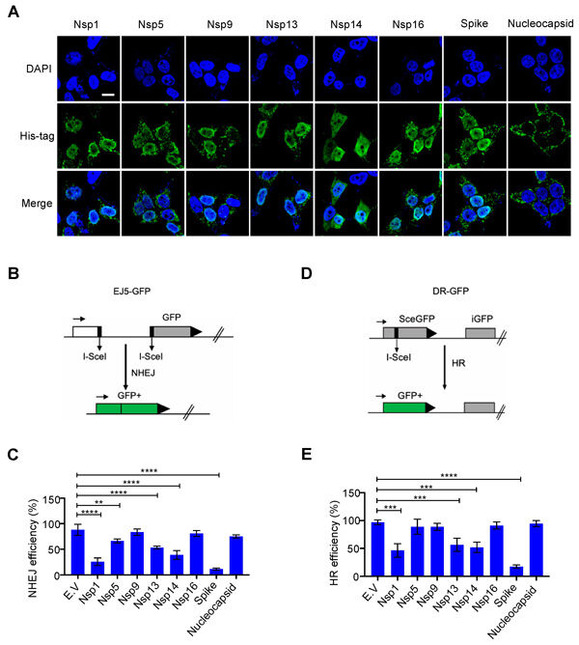 MDPI-Sars-CoV-2-Spike-DNA-Damage