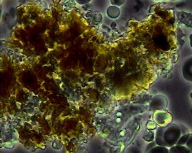 fbbf2b_0818852e7a6942a0ae12ae96958d0aff_mv2