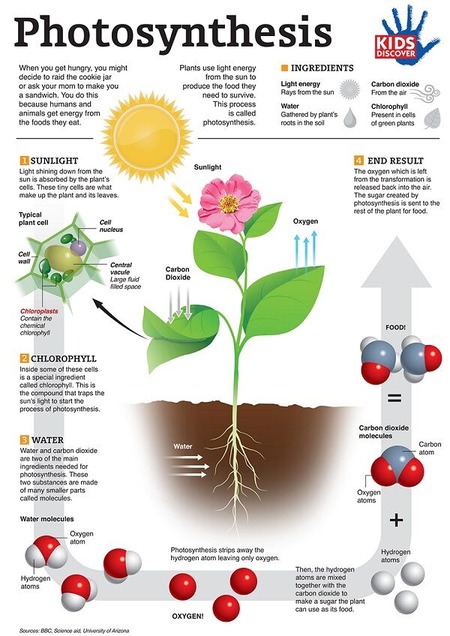 Photosynthesis-600