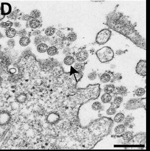 microscope1-002