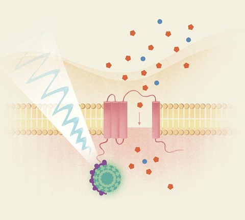 Radiogenetics