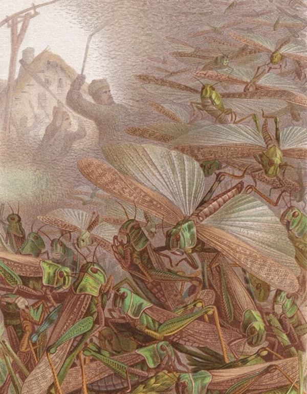 Locust-Swarm-Illustraion