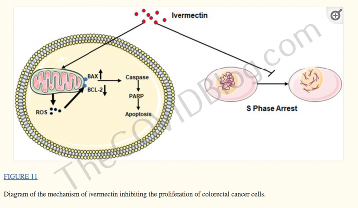 Ivermectin-Cancer-diagram-768x447