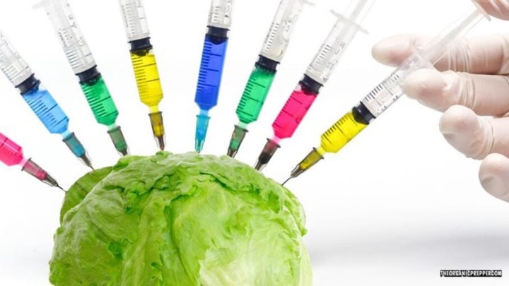 Lettuce-Vaccinate-You-and-Other-Reasons-You-Cant