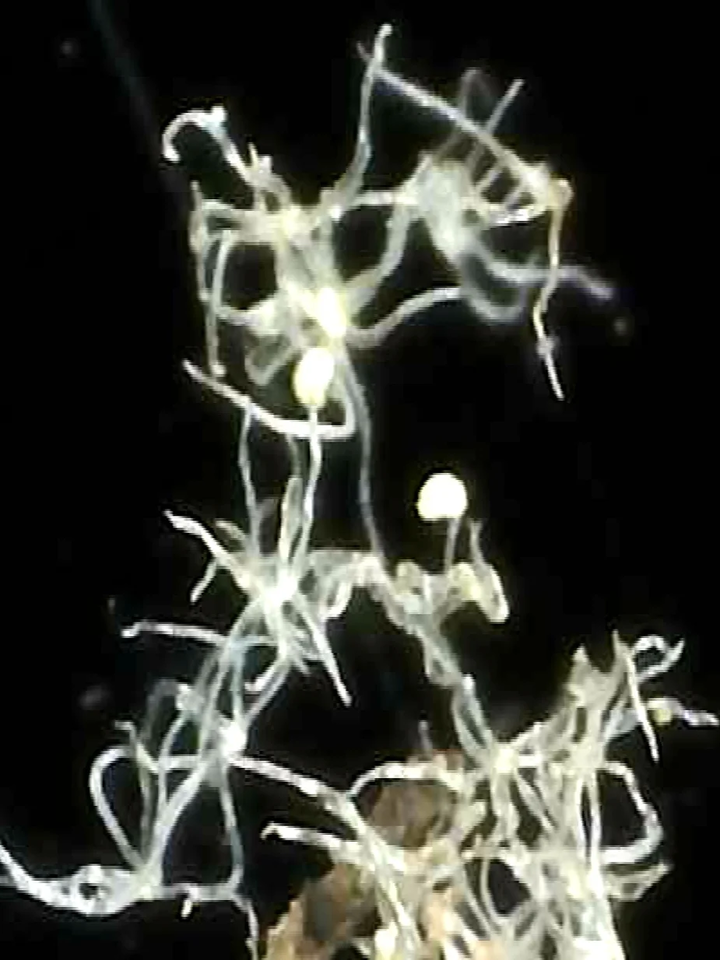 Hydra vulgaris