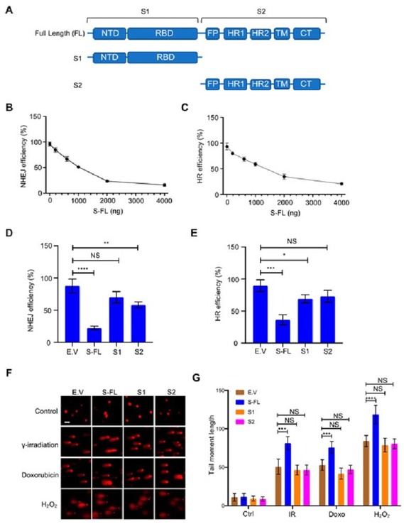 MDPI-Sars-CoV-2-Spike-DNA-Damage-Repair-Figure-2-600