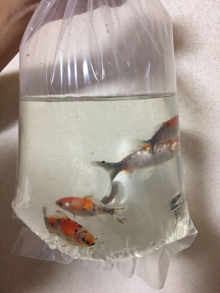 東京八王子 松村観賞魚 赤い稲妻の春夏秋冬 東京八王子 松村観賞魚 赤い稲妻の春夏秋冬
