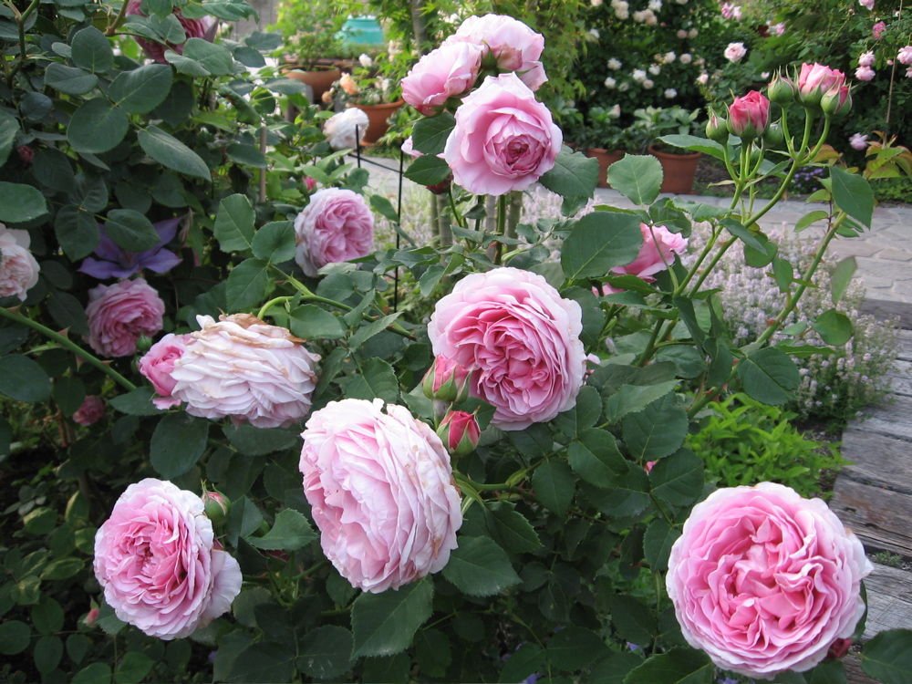 ライラックローズ バラの庭造り