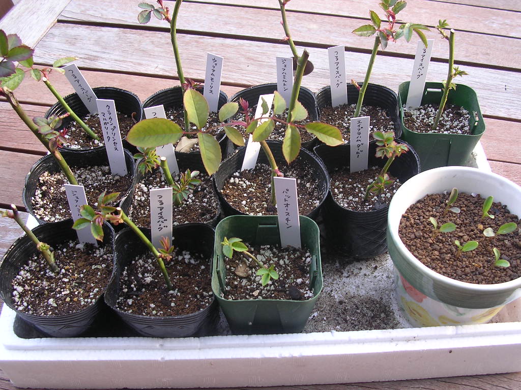 バラの挿し木 バラの庭造り