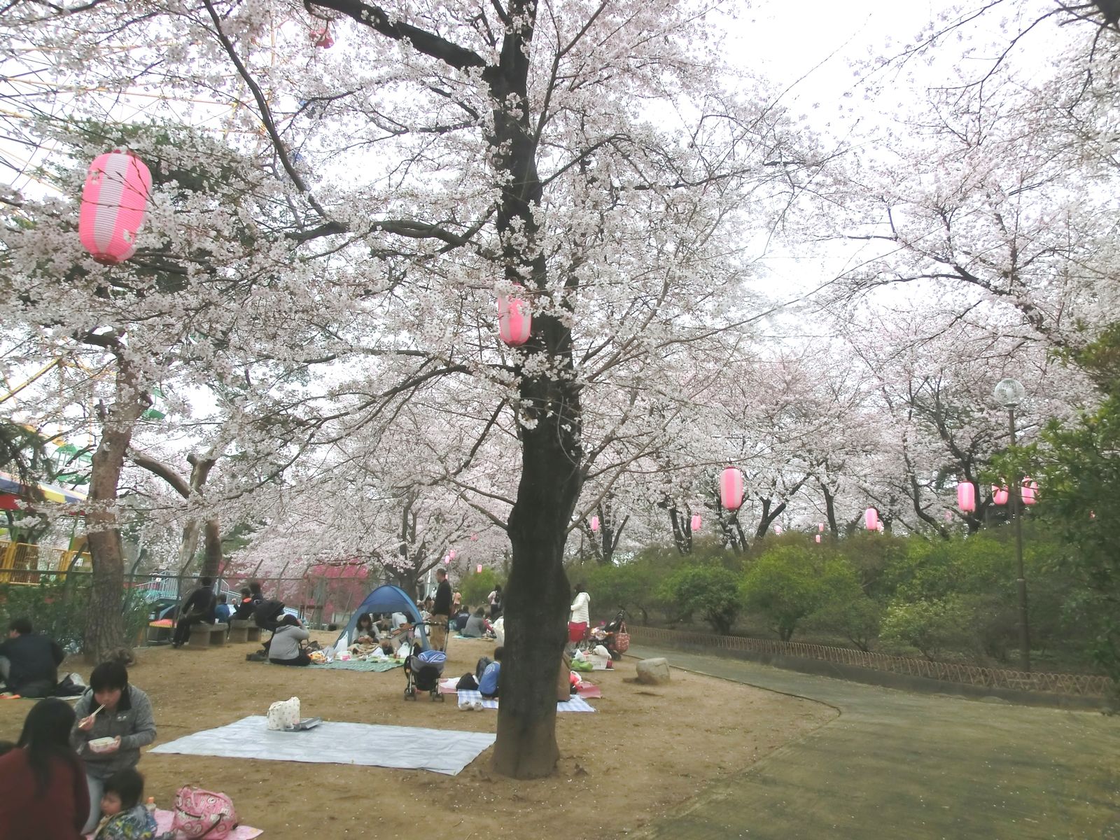 華蔵寺公園遊園地のお花見 かれんちゃんのパパ