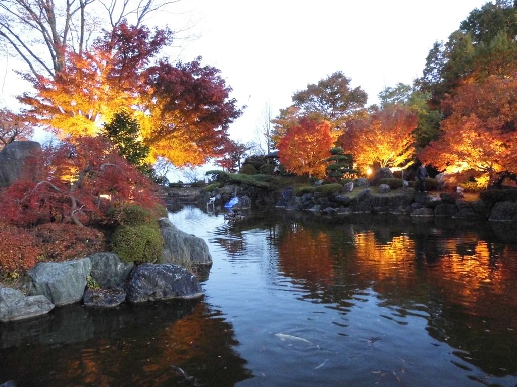紅葉のライトアップ 藤岡桜山公園 17年11月3日金曜日 かれんちゃんのパパ