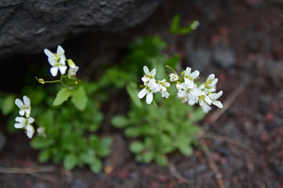 3 18富士山にて フジハタザオ 爺 婆 奮闘記