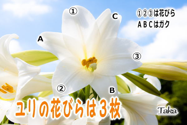 ユリの花びらは何枚 やってみました 作ってみました あんなこと こんなもの ユリの花びらは何枚 やってみました 作ってみました あんなこと こんなもの