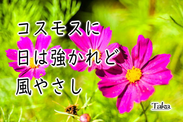 Takaの写真de俳句 コスモスに 日は強かれど 風やさし