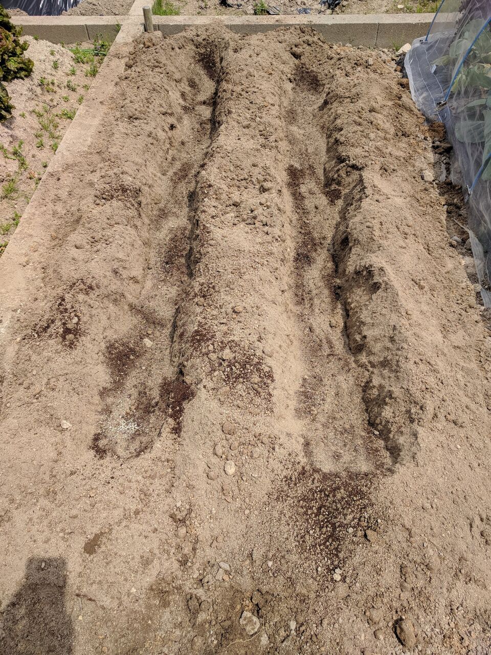 トマトとパプリカとコンパニオンプランツを植える Takako S家庭菜園記録 トマトとパプリカとコンパニオンプランツを植える Takako S家庭菜園記録