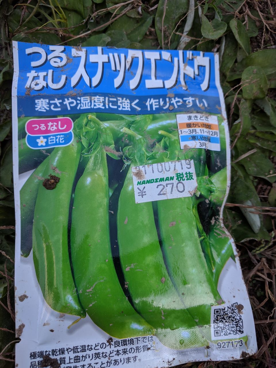 スナップエンドウの種を撒く 種まき１日目 Takako S家庭菜園記録
