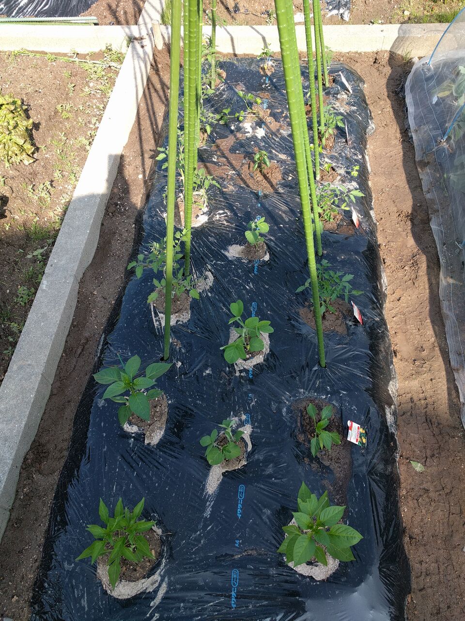 トマトとパプリカとコンパニオンプランツを植える Takako S家庭菜園記録 トマトとパプリカとコンパニオンプランツを植える Takako S家庭菜園記録