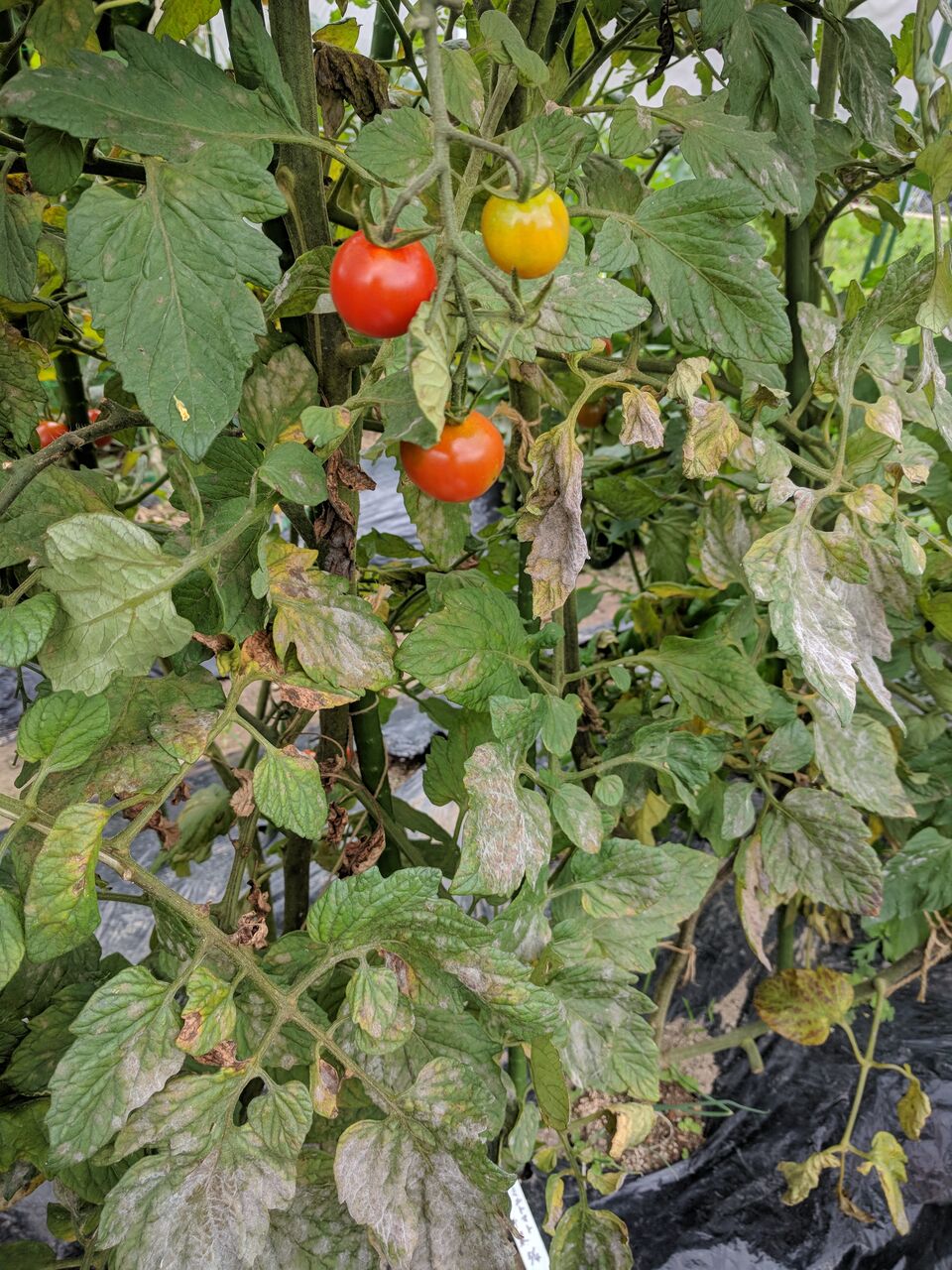 年7月19日 うどんこ病発生 Takako S家庭菜園記録