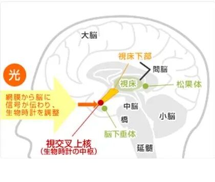 視交叉上核