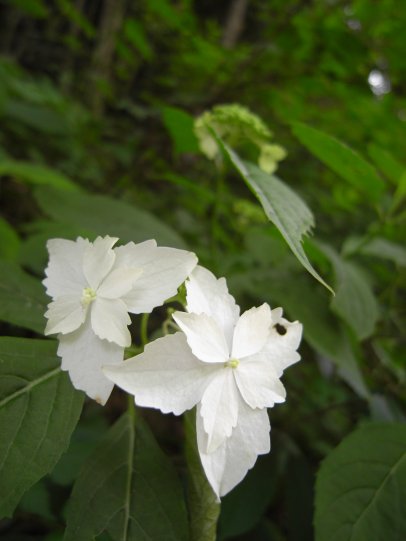 山紫陽花3
