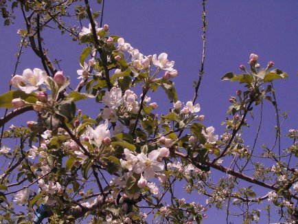 りんご花1