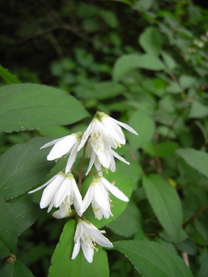 山紫陽花4