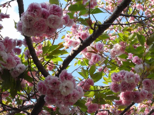 八重桜2