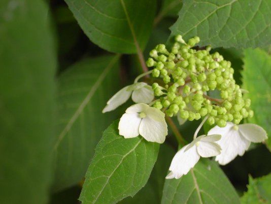 山紫陽花1