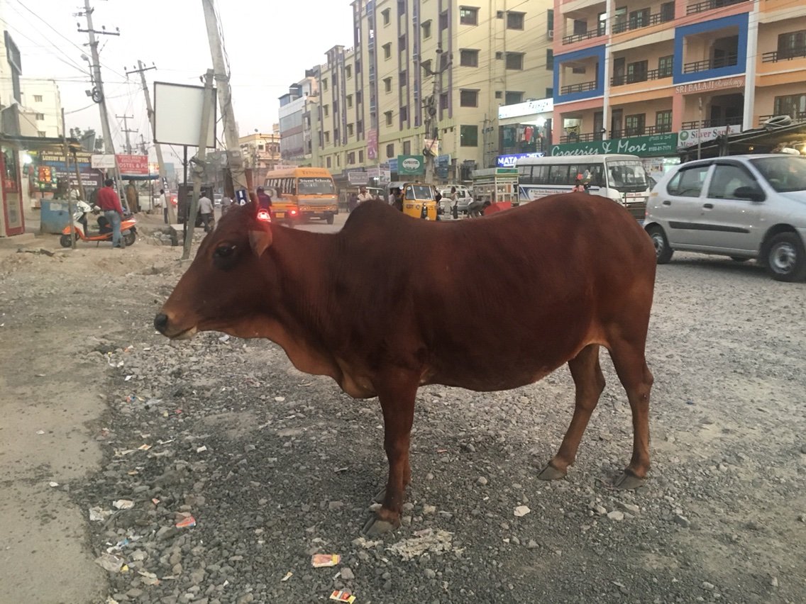 インドで牛を食べること ついに始まった中央政府の規制 いかがなものかと批判が強いが 具体的には何が問題 インドでのblog Takamichiyanai