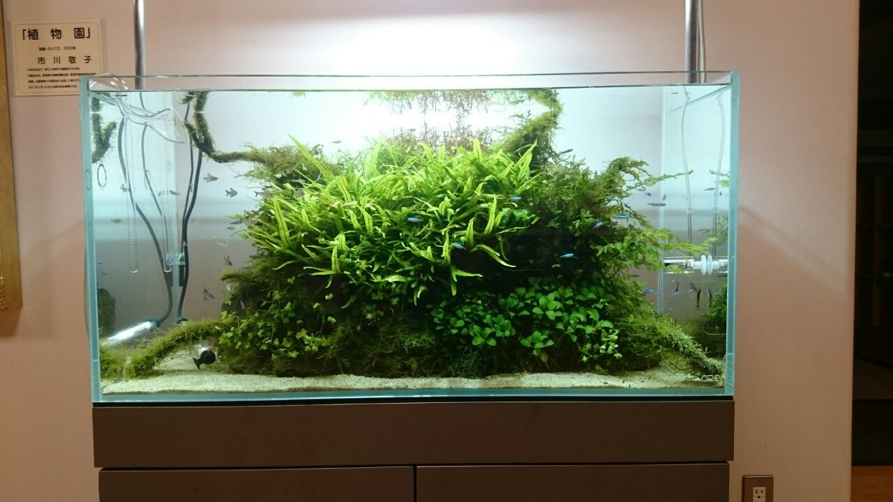 これまでの水景 Takamiyのアクアリウム部屋 これまでの水景 Takamiyのアクアリウム部屋